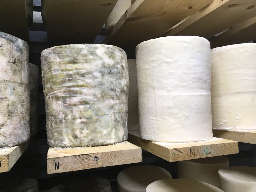 Various stages of cheese aging